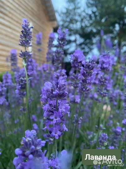 Цветы для сада