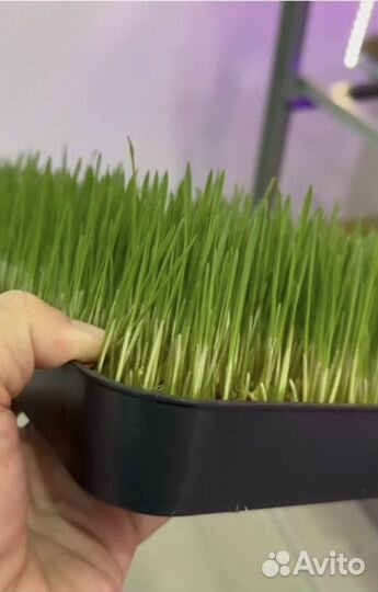 Витграсс -целебный сок из ростков пшеницы