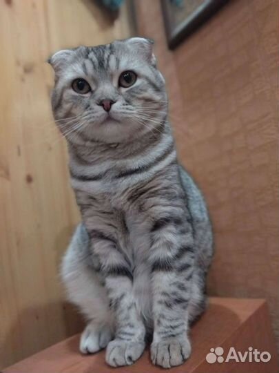 Шотландский кот вязка