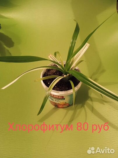 Цветы домашние в укорененные
