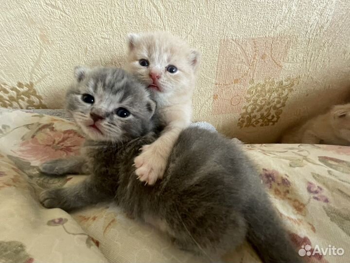 Британская