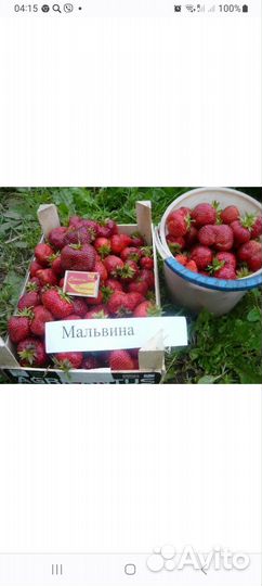 Саженцы клубники