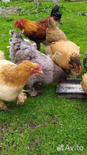 Инкубационное яйцо брама