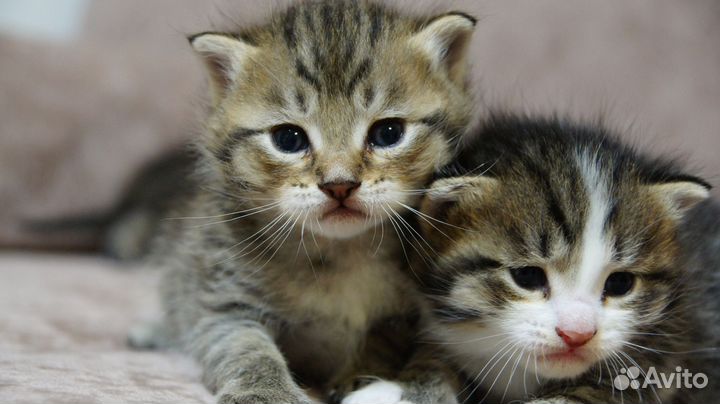 Кошка в дар бесплатно