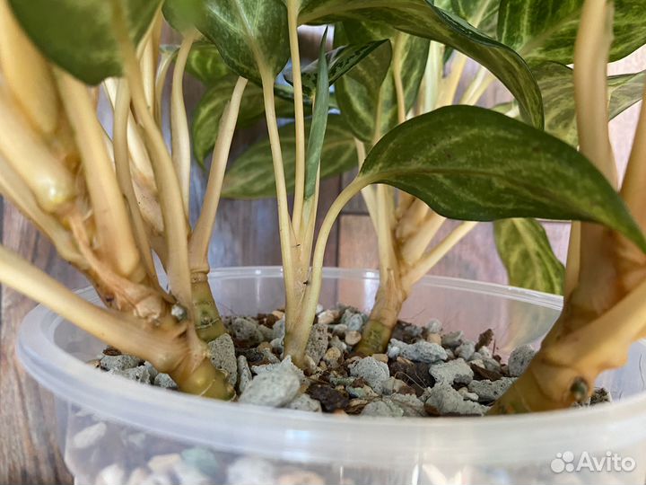 Аглаонема лорель грин