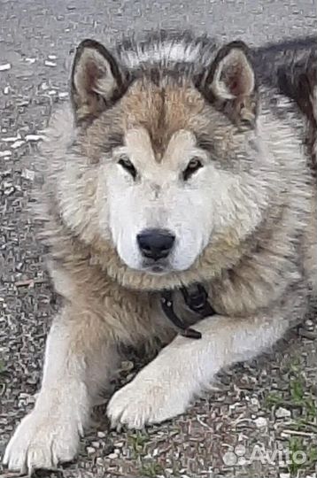 Вязка. Аляскинский Маламут. Кобель