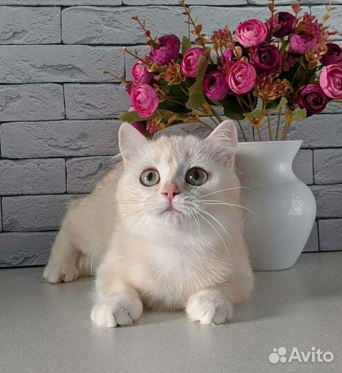 Саншайн av12 британка 11 мес