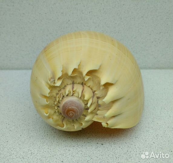 Тона 13,9 морская ракушка раковина