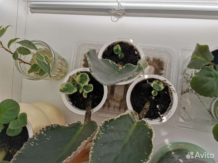 Листики фиалки укорененные