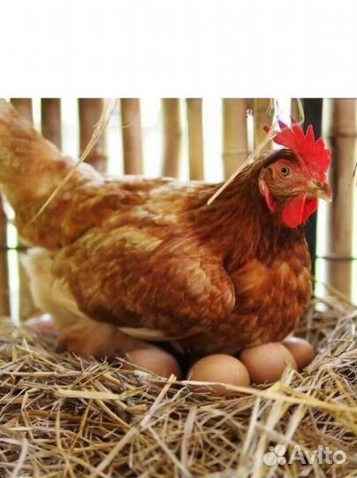 Куры несушки
