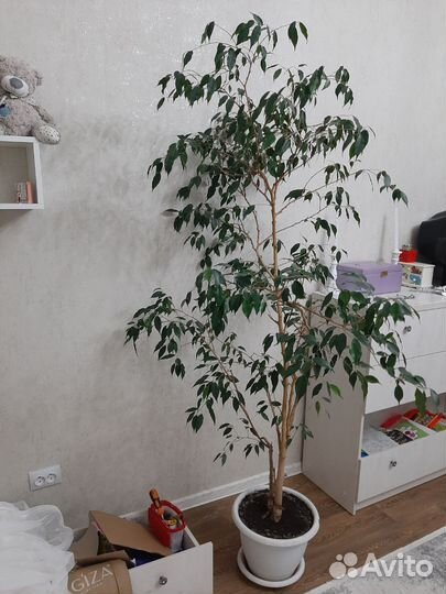 Бенджамина