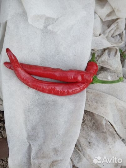 Перец острый