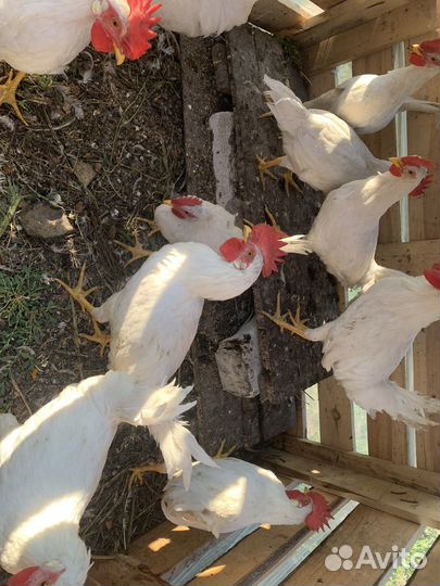 Молодые петухи