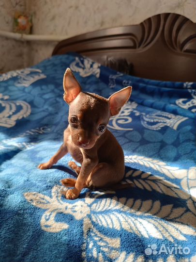 Щенок маленькой собаки