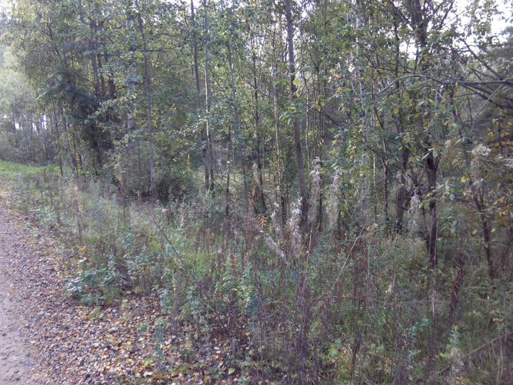 Участок 15 сот. (ИЖС)