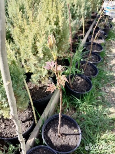 Клен серебристый