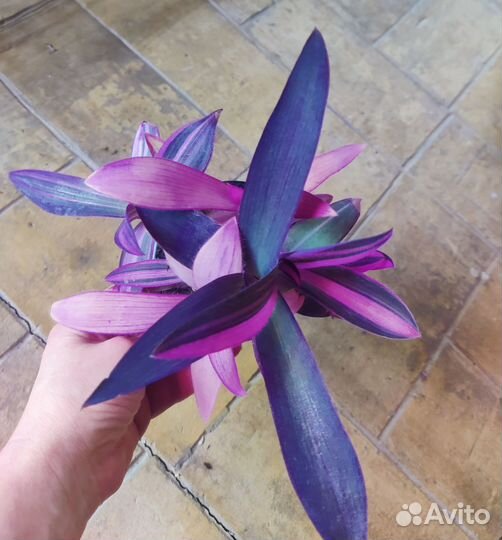 Традесканция