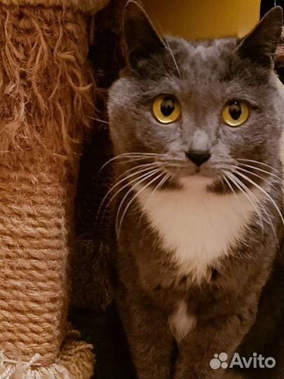 Кошка Марфа