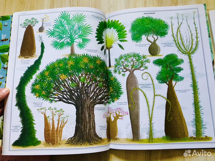 Пчёлы Пётр Соха Деревья, Без ума от акул