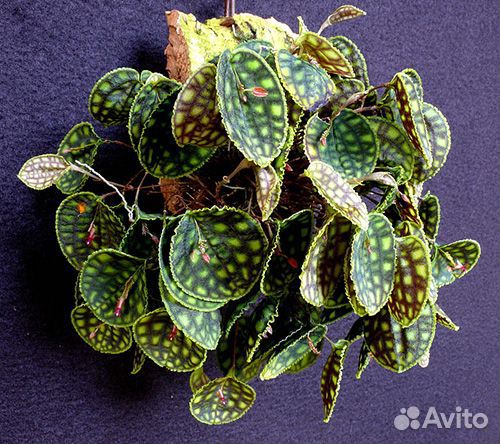 Редкая орхидея cattleya, lepanthes, Пробковый дуб