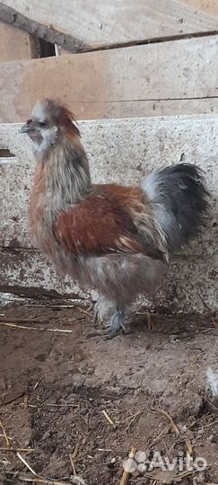 Петушки китайской шелковой породы