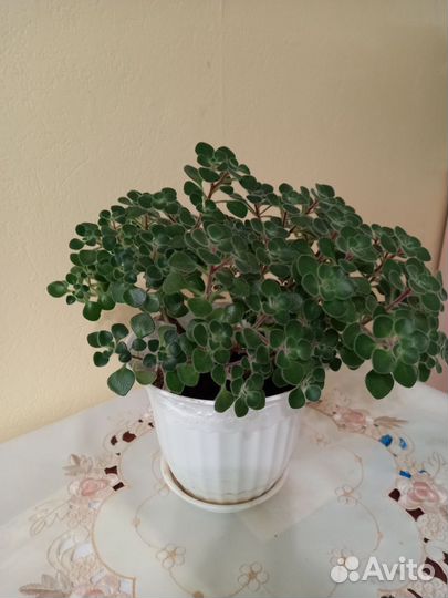 Аихризон дерево любви и счастья