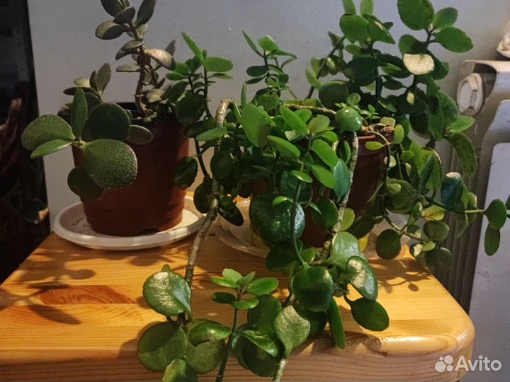 Диффенбахия