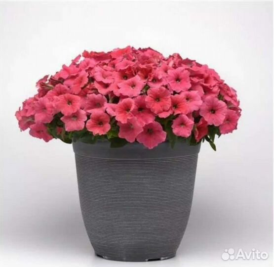 Петуния ампельная и каскадная