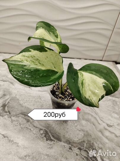 Эпипремнум Marble Apple (марбл эппл)