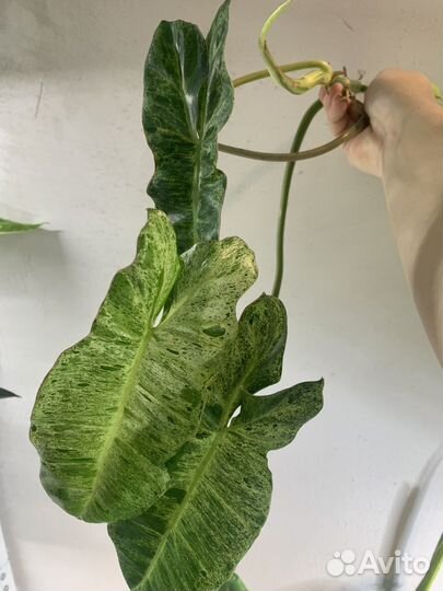 Филодендрон параисо верде