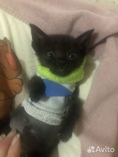 Бурманская