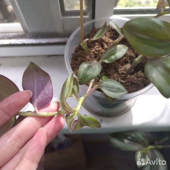 Традесканция, кализия