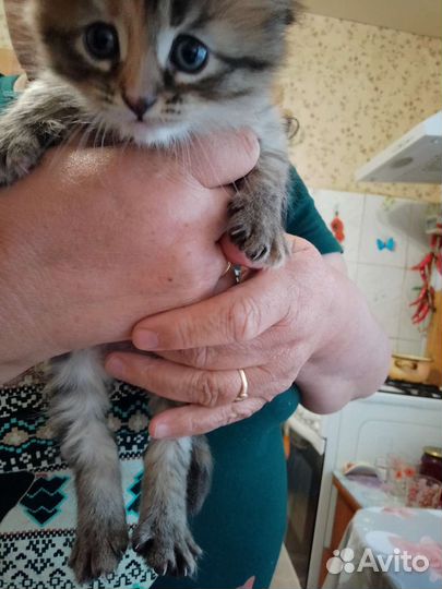 Милые кошечки в хорошие руки