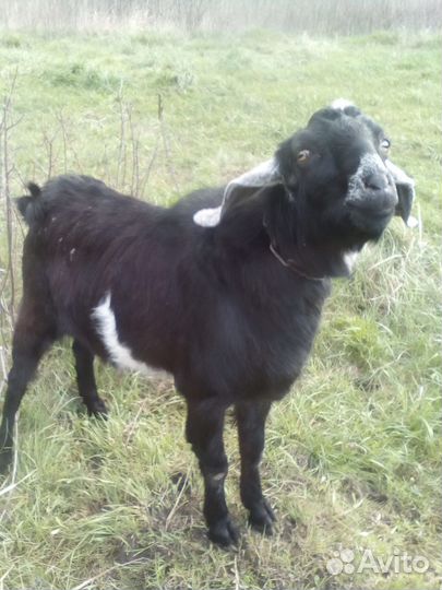 Нубийский козел для случки