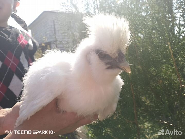 Продам семью китайских хохлатых кур