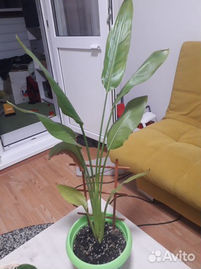 Продам цветы