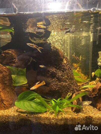 Аквариумные рыбки гуппи