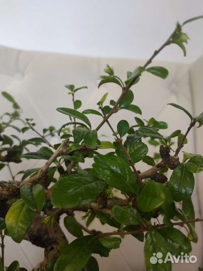 Бонсай цветущий Кармона