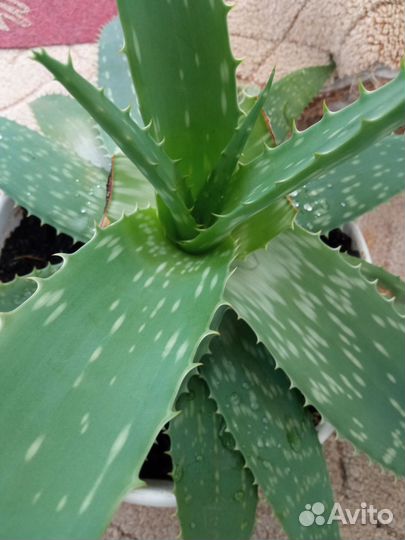 Продам цветы комнатные