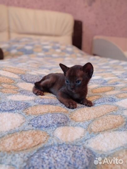 Бурманские котики