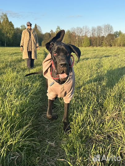 Собака для фотосессии