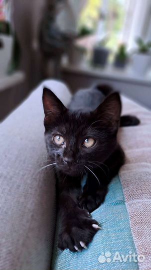 Породистые котята (азиатская дымчатая)