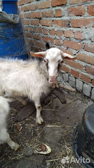 Козел продается