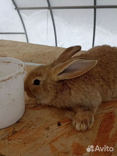 Кролики фландер