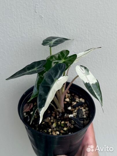 Алоказия бамбино вариегатная