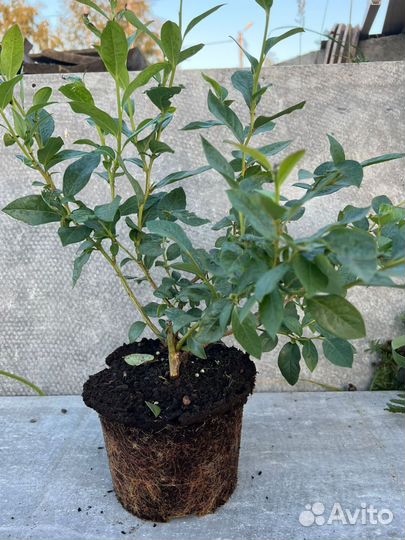 Саженцы голубики. Голубика