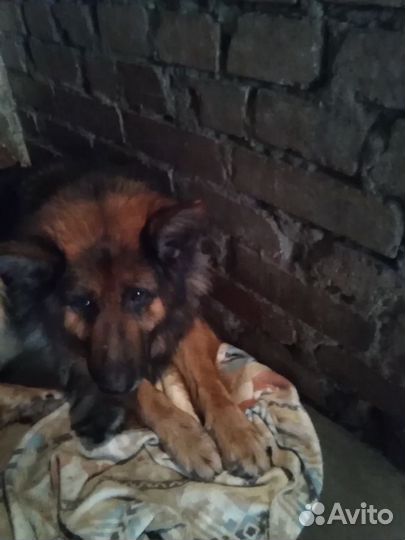 Щенки немецкой овчарки