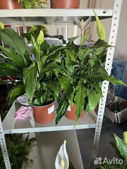 Спатифилум