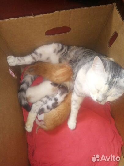 2 кота и кошка в дар бесплатно