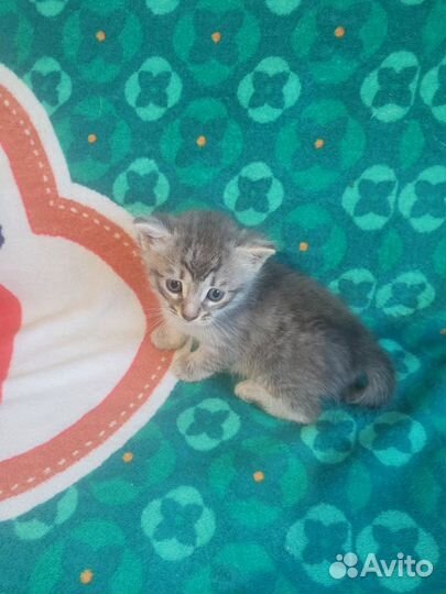 Продам котят 1 мес